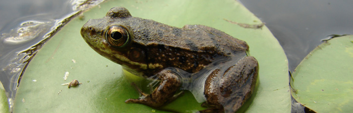 Louisiana Amphibian Monitoring Program