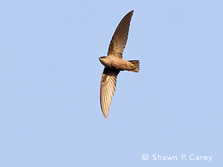 Chimney Swift copyright Shawn Carey