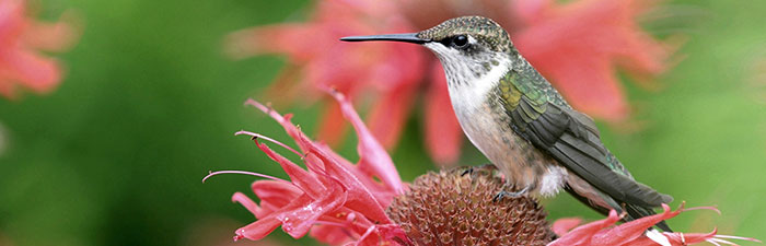 Hummingbirds