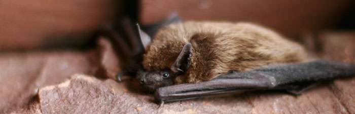 Are Bats Mammals