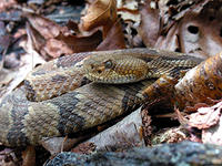 Timber Rattlesnake © Dr. Charles F. Smith