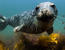 Harbor Seal Pup © Alex Shure