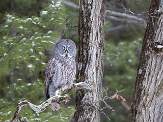 Great grey owl © Eduardo del Solar