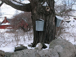 Sap buckets on tree © Marie-Anne Verougstraete