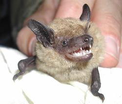 big brown bat_USGS