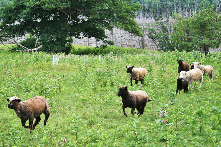 Virtual Sheep Wool Festival