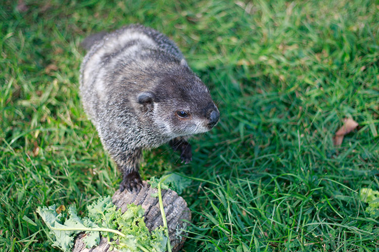 About Woodchucks