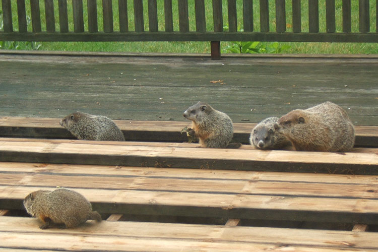 Woodchucks Situations Solutions