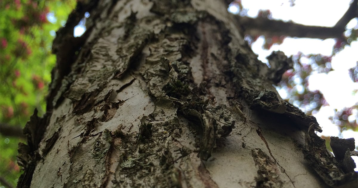 Bark Buds Twigs An Introduction To Winter Tree Identification