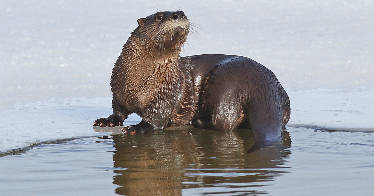You Otter Know River Otters In Winter