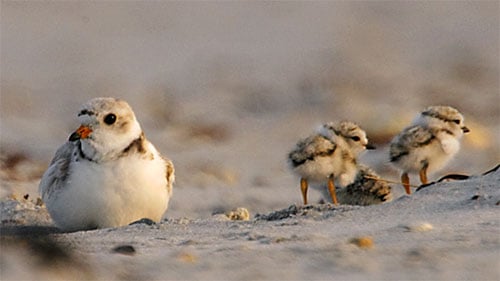 Effects Of Climate Change On Birds
