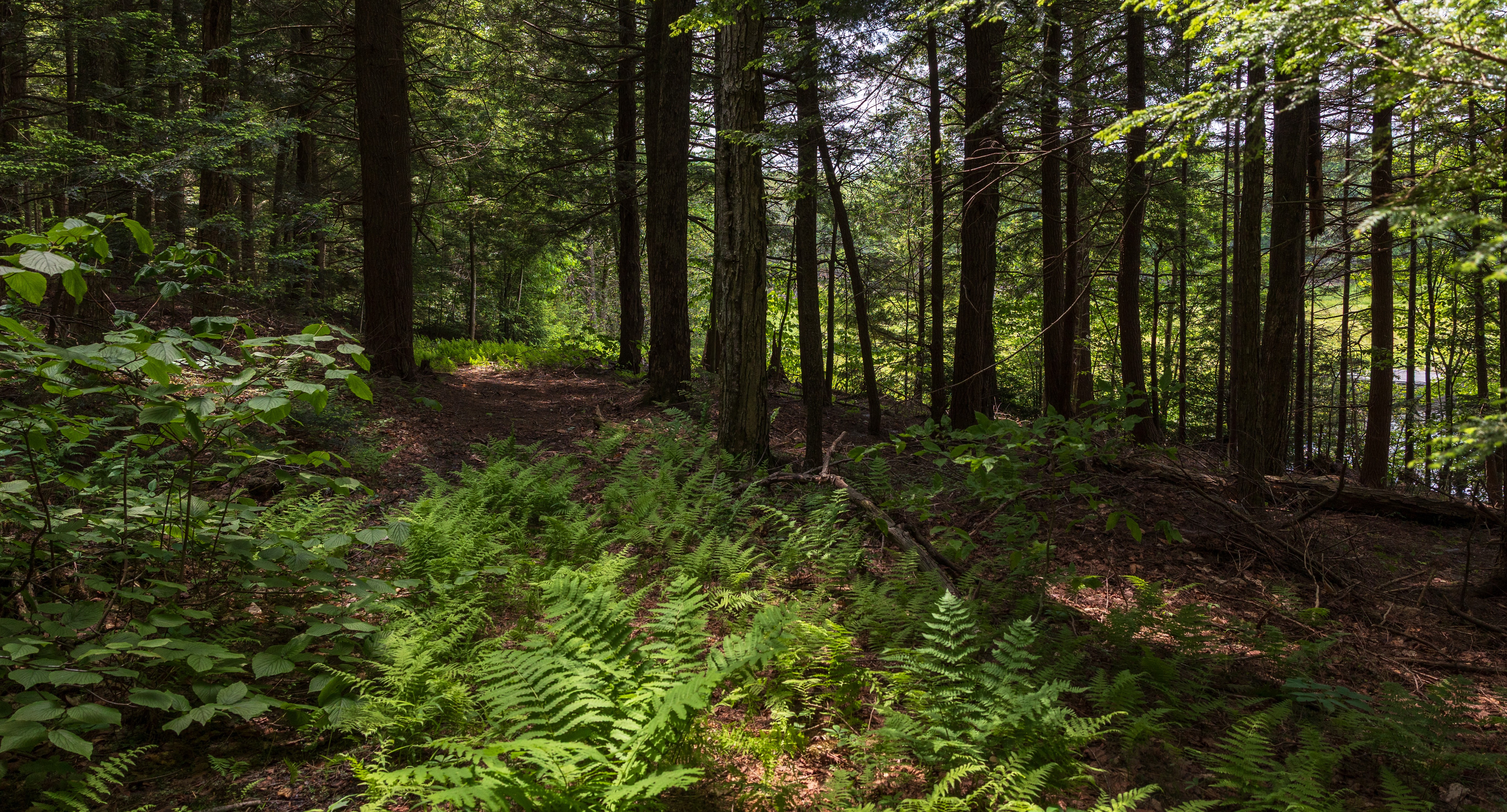 Trees and ferns