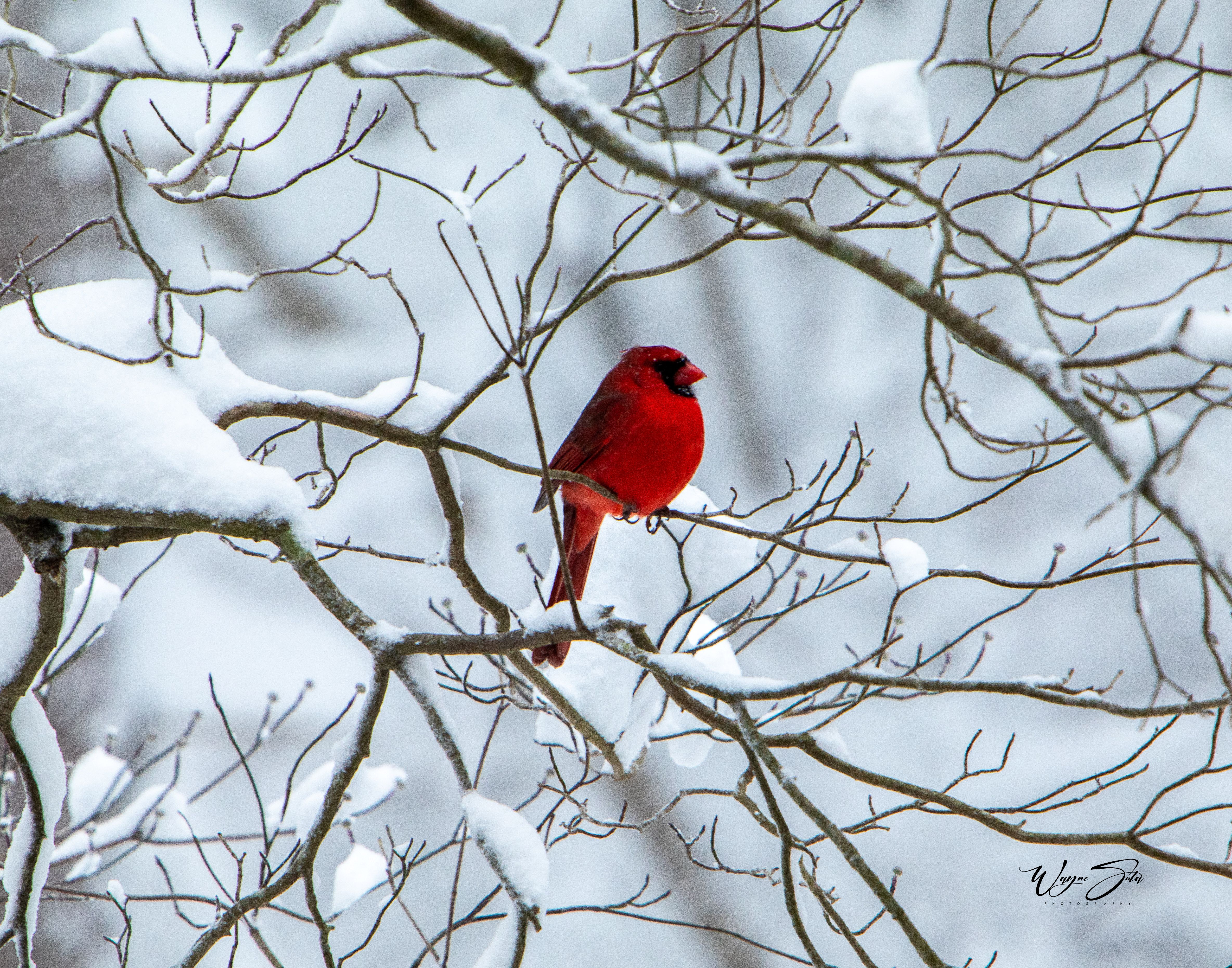 Cardinal perched in the snow