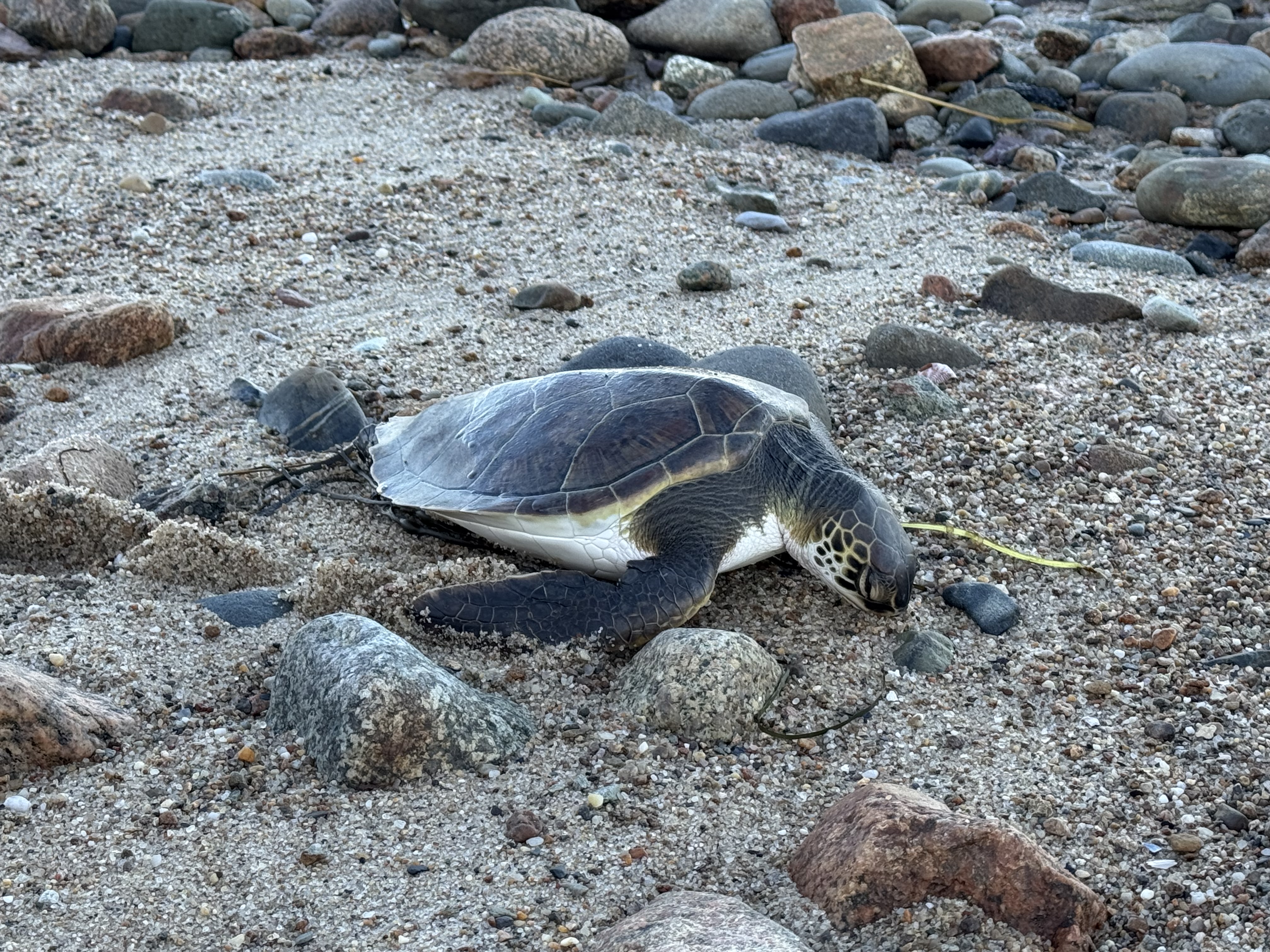 Cold stunned turtle on the beach