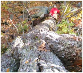 Gordon Brownell by fallen tree at Wachusett Mountain