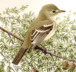 acadian flycatcher illustration