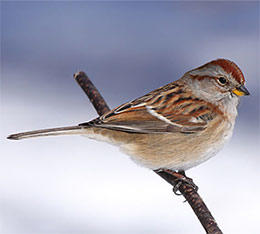 American tree sparrow © Cephas Wikimedia