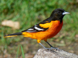 baltimore-oriole-c-kimberly-king.jpg