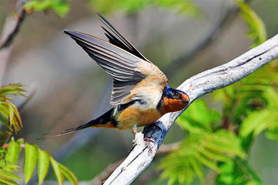 Barn Swallow with wings spread © Donna Sullivan