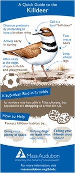 Killdeer Quick Guide