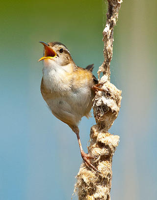 Bird singing © Lee Fortier