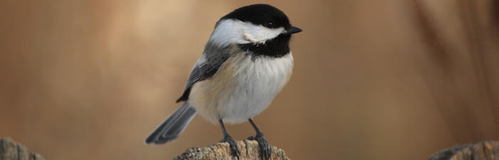 black-capped chickadee © Jake LaSuer