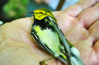 Black-throated Green Warbler that died from a window collision
