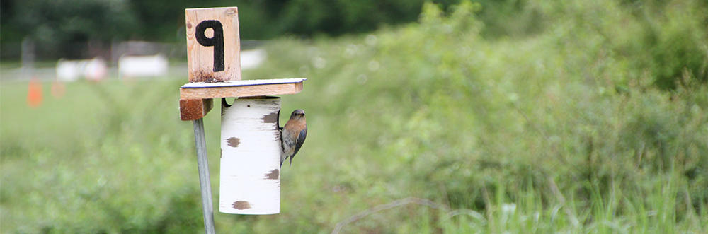 Bluebird nesting at monitored nestbox © Gina King