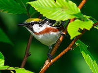 Chestnut-sided warbler © Dorrie Holmes