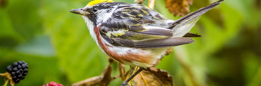 Chestnut-sided Warbler © Phil Doyle