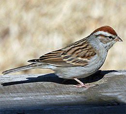 chipping sparrow © Dick Daniels Wikimedia