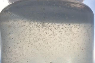 Closeup of plankton in a beaker