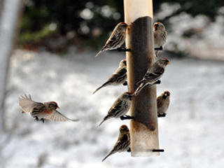 Common redpolls at a feeder © Susumu Kishihara