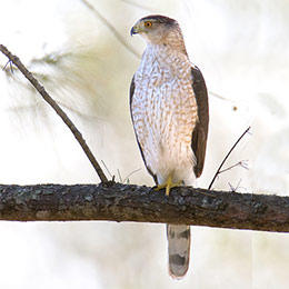 Cooper's Hawk adult © William H. Majoros, Wikimedia