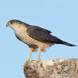 Sharp-shinned Hawk adult © Shawn P. Carey (Migration Productions)