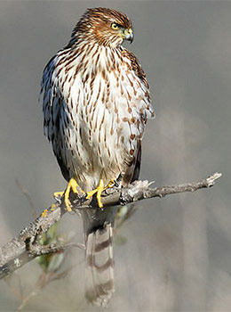 Cooper's hawk juvenile © Alan Vernon, Wikimedia