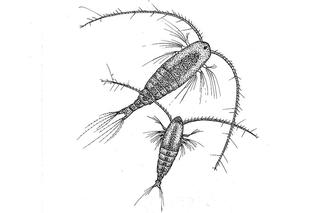 Copepods illustration