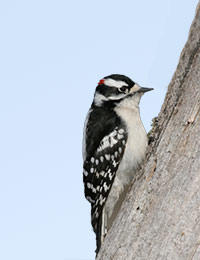 Downy Woodpecker