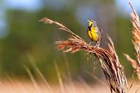 Eastern Meadowlark on grass stalk © Shawn Carey