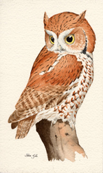 eastern screech owl illustration