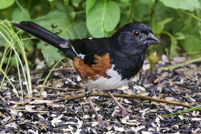 Eastern Towhee at Wellfleet Bay Wildlife Sanctuary's bird feeder station © Mike Duffy