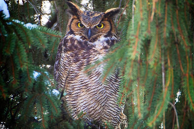 Great Horned Owl perched among evergreen branches in winter © John Grant