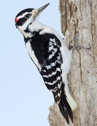 Hairy Woodpecker
