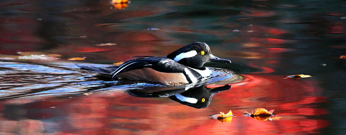 Hooded Merganser drake swimming across fall foliage reflections in the water © Kim Nagy