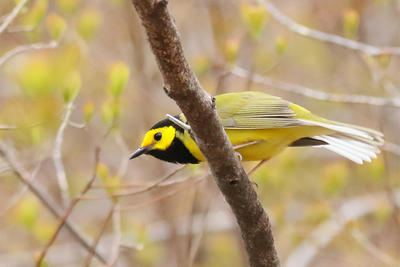 Hooded Warbler © Lanny McDowell