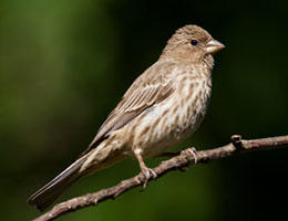 Female house finch
