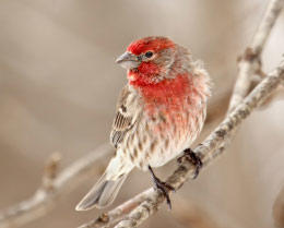Male house finch