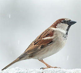 House sparrow male © Luc Viatour, Wikimedia