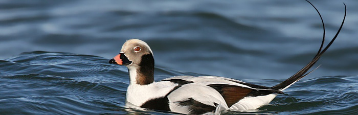 Long-tailed duck © Wolfgang Wander, Wikimedia