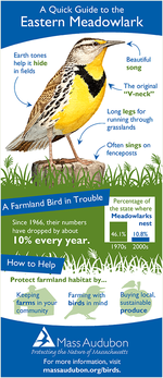 Meadowlark quick guide
